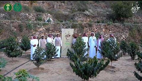 في ليلة رمضانية.. "قهوة الوطن" مبادرة لتعزيز زراعة البُن في جبال بطحة بني حسين