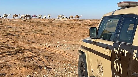 قوات الأمن البيئي تضبط مخالفًا لرعي الإبل في محمية الإمام عبدالعزيز الملكية