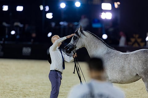 الأربعاء .. انطلاق "جولة الرياض" من جولة الجياد العربية
