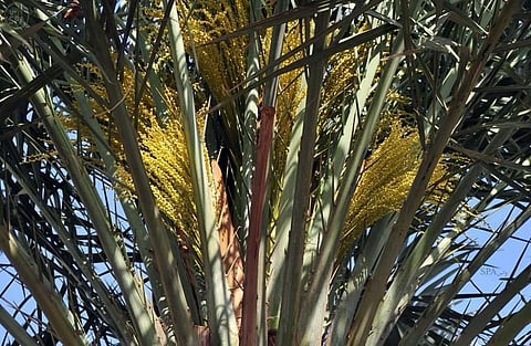 "الإرشاد الزراعي" ينصح بعدم رش النخيل للوقاية من "الغبير" خلال فترة الطلع