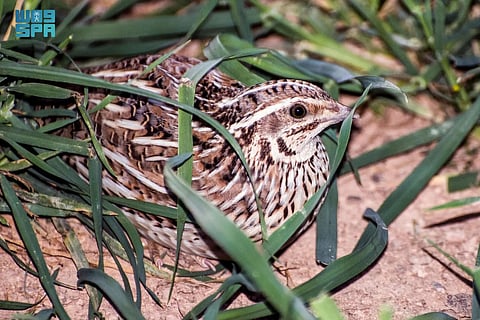 شاهد.. "طائر السمان" زائر موسمي يعكس غنى التنوع الحيوي في الحدود الشمالية