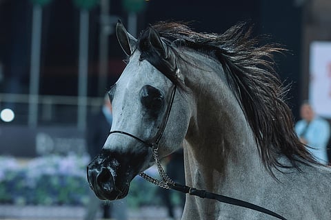 بجوائز مالية تتجاوز الـ24 مليون يورو.. الرياض تشهد انطلاق "جولة الرياض" من جولة الجياد العربية