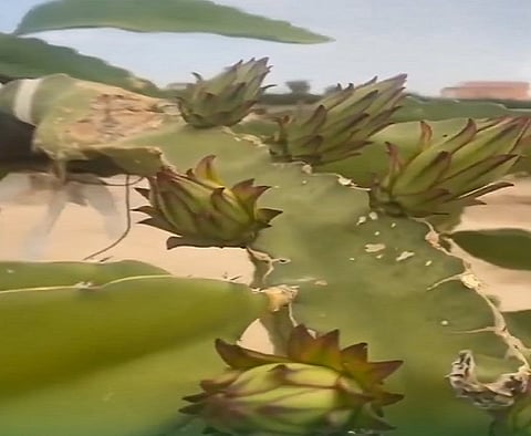 فاكهة التنين تثمر في السعودية : نجاح زراعتها في نجران وجازان والباحة يبشّر بموسم واعد