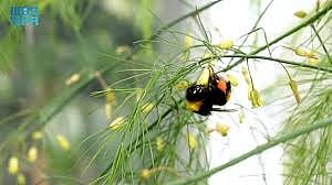 "استدامة" تبحث فرص توطين واستثمار زراعة الهليون في المملكة