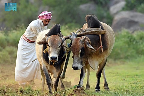 الحراثة التقليدية في عسير.. تراث متجدد يعكس هوية الأرض والإنسان