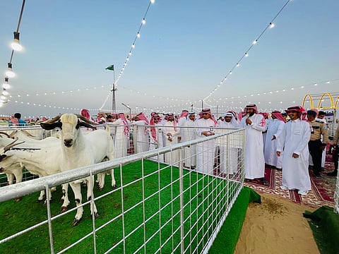 "بيئة القنفذة" تُنظِّم "ملتقى الماعز البيشي الأصيل"