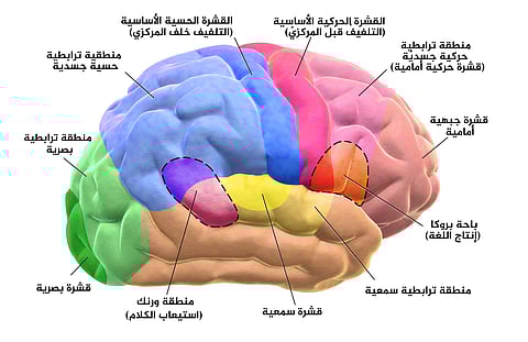دراسة "دماغ القراءة" تكشف أنشطة مذهلة تحدث في الدماغ أثناء القراءة