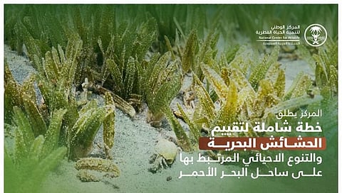 "الحياة الفطرية" تُطلق خطة لمراقبة الحشائش البحرية والتنوع الأحيائي على امتداد ساحل البحر الأحمر