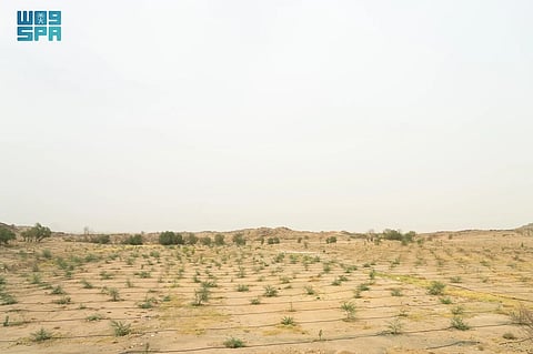 الطريق نحو الـ 1.4 مليار شجرة.. زراعة أكثر من 20 مليون شجرة في منطقة الرياض
