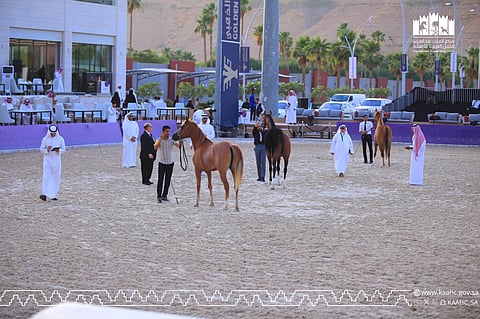 اختتام مهرجان بطولة العالم لخيل الجزيرة 2025 في الرياض