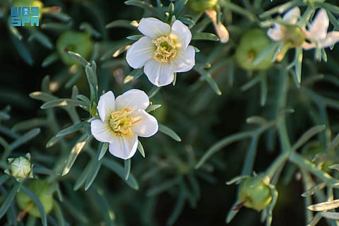 شاهد "الحَرْمَل".. نبات بري يعكس ثراء الحدود الشمالية البيئي والحضاري