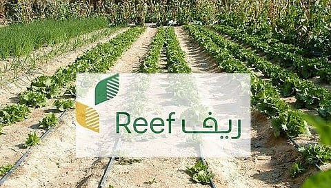 "التوافق مع متطلبات الأسواق والزراعة التعاقدية".. برنامج تدريبي لمزارعي البن بجازان