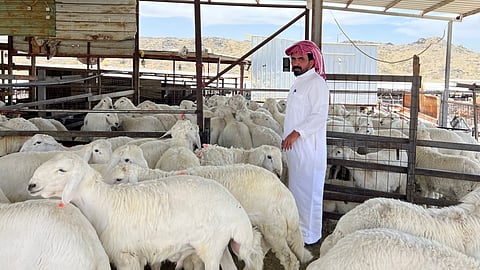 استقرار ملحوظ في أسعار الأغنام بسوق الطائف قبيل عيد الأضحى.. وإقبال نشط من المتسوقين