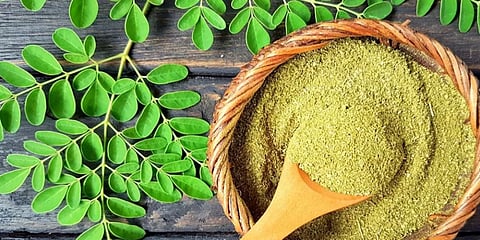 الدكتور النمر: جرعات زائدة من المورينجا قد ترفع إنزيمات الكبد وتضر الكلى