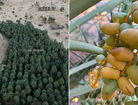 شاهد.. بواكير الرطب في نخيل "الحريق" شمال شقراء