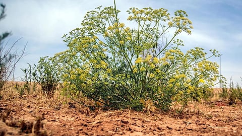 نبتة الحزا