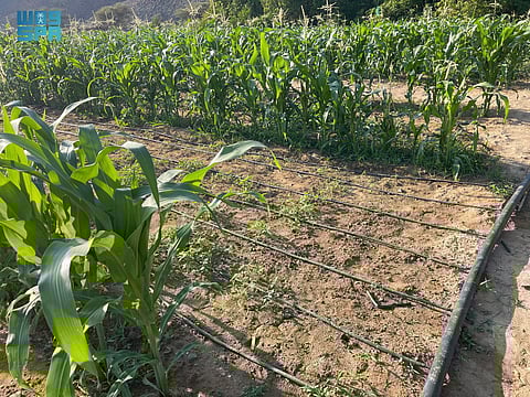 نعناع من جدة وجرجير من الطائف.. نتائج مخبرية ترصد مبيدات زائدة في منتجات زراعية بمكة المكرمة