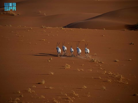 تسجيل محمية عروق بني معارض في القائمة الخضراء للاتحاد الدولي لحماية الطبيعة