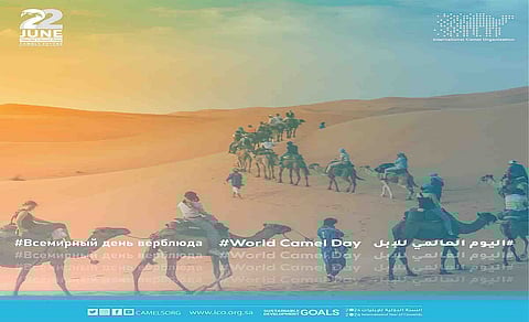 الأفلاج تحتضن أول مدينة صناعية للإبل على مساحة 15 مليون متر مربع