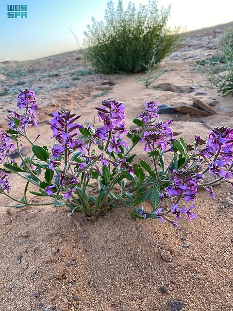 شاهد الخزامى والطلح والسدر .. ثلاثة ملايين شتلة تُزهر في محمية الملك سلمان الملكية