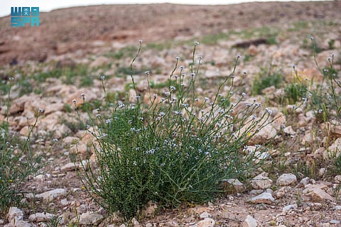 شاهد السليح الإسباني.. نبتة برّية تُقاوم الجفاف وتُزهر على رمال "الشمالية"