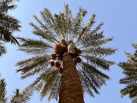 بواكير "الرطب الحساوي" تبشر بإنتاج وفير والأسواق تتهيأ لاستقبال أشهر أنواعه