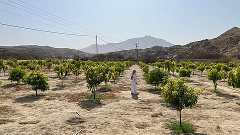 "بيئة أضم" تتابع 480 شتلة مانجو ميدانيًا ضمن برنامج الاستصلاح الزراعي