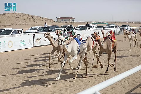 ميدان نجران للهجن يعلن نتائج سباقه لسنّ "اللقايا فما فوق"