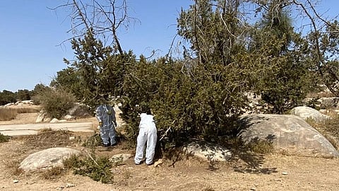 لتنمية المراعي وتحقيق التوازن البيئي.. "الغطاء النباتي" ينفذ مبادرة تقليم العرعر وإطلاق الرعي في منتزه المسقي