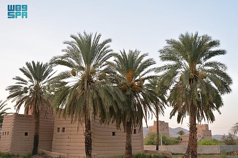 شاهد .. بواكير تمور نجران تنشّط الأسواق وتعزز الحراك الاقتصادي