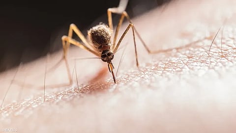 أمراض خطيرة يسببها البعوض أثناء السفر.. "الصحة" تحذر وتوصي بـ 5 إجراءات وقائية