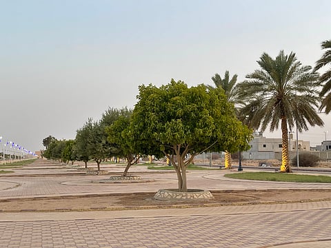 الأفلاج تواصل استبدال النخيل بالغاف لتقليل الهدر المائي وتحسين المشهد الحضري