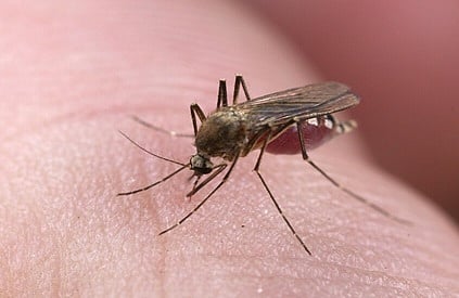 من محبي الحلوى إلى التوائم المتطابقة.. دراسة: أغرب أسباب تدفع البعوض للدغ بعض الناس أكثر من غيرهم