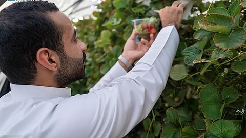 وجهة الفراولة بالعمارية.. تجربة بيئية تدمج الترفيه بالزراعة وسط طبيعة الرياض