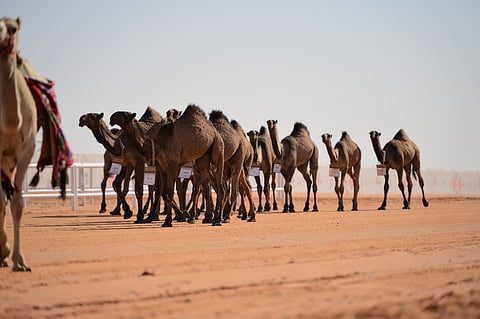 شوط "الرؤية" للمفاريد يشعل حراك أسواق الإبل ويعزز ثقة المستثمرين