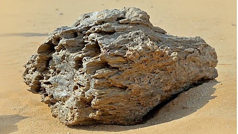 غابة متحجرة شرقي الأفلاج تكشف عن سجل جيولوجي يعود لملايين السنين