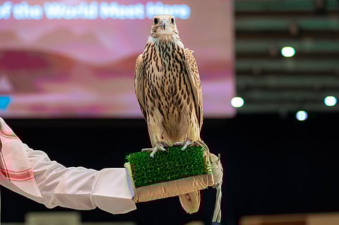 المزاد الدولي لمزارع إنتاج الصقور يعرض صقرًا يقطع أكثر من 600 كيلومتر في 8 ساعات