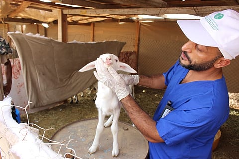 "بيئة جدة" تنفذ جولات ميدانية لدعم وتوعية صغار مربي الماشية في المحافظة