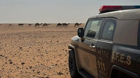 ضبط مواطن لارتكابه مخالفة رعي في محمية الإمام عبدالعزيز بن محمد الملكية