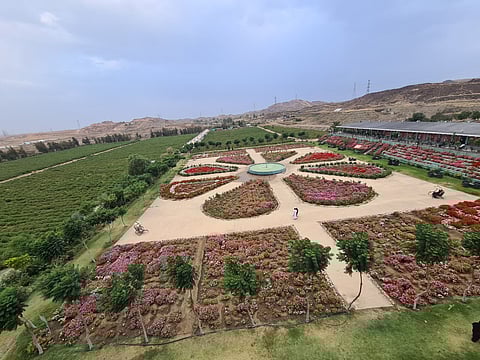 استقبلت مليون زائر خلال عشر سنوات.. "سفراء الزراعة" يزورون أكبر مزرعة ورد في أبها