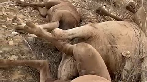 في أجواء ممطرة شرق الليث.. صاعقة تودي بحياة 4 رؤوس من الإبل