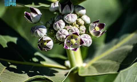 شاهد "العُشْر".. نبات وافد ينتشر في الحدود الشمالية