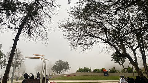 شاهد .. ضباب وأجواء ممطرة تجذب الزوار إلى غابة رغدان