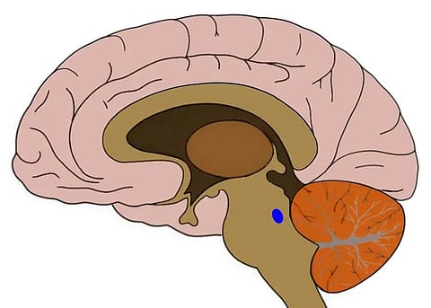 "زر البقعة الزرقاء".. دراسة تكشف آلية الدماغ في تقسيم أحداث اليوم إلى ذكريات منفصلة