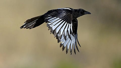 طائر العقعق العسيري