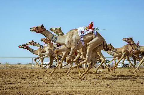 الهجن السعودية تتصدر مهرجان ولي العهد بـ 45 شوطًا.. والقطرية تقتنص الأفضل توقيتًا