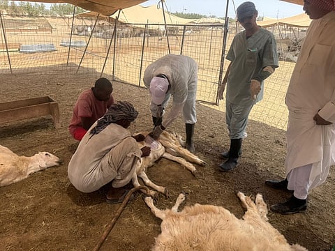 "بيئة خليص" تباشر بلاغ نفوق مواشٍ وسط اشتباه بحالة تسمم غذائي