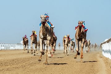 الهجن السعودية تتألق في "اللقايا".. وتتصدر مهرجان ولي العهد 2025