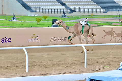 "براق" تحقّق ثاني كؤوس مهرجان ولي العهد للهجن للسعودية