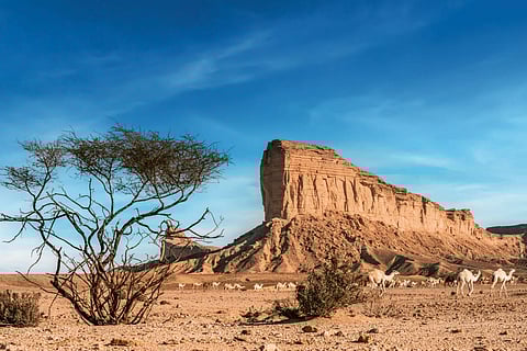 «خشم الحصان».. أسطورة صخرية شامخة تروي قصص نجد .. جزء من "شمال الرياض جيوبارك" 